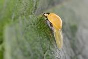 aziatisch lieveheersbeestje (harmonia axyridis) 6-2022 3705